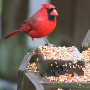 Meet your Posher, Lynn